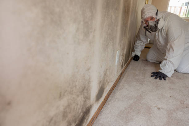 Best Mold Damage Restoration  in Hillsborough, CA